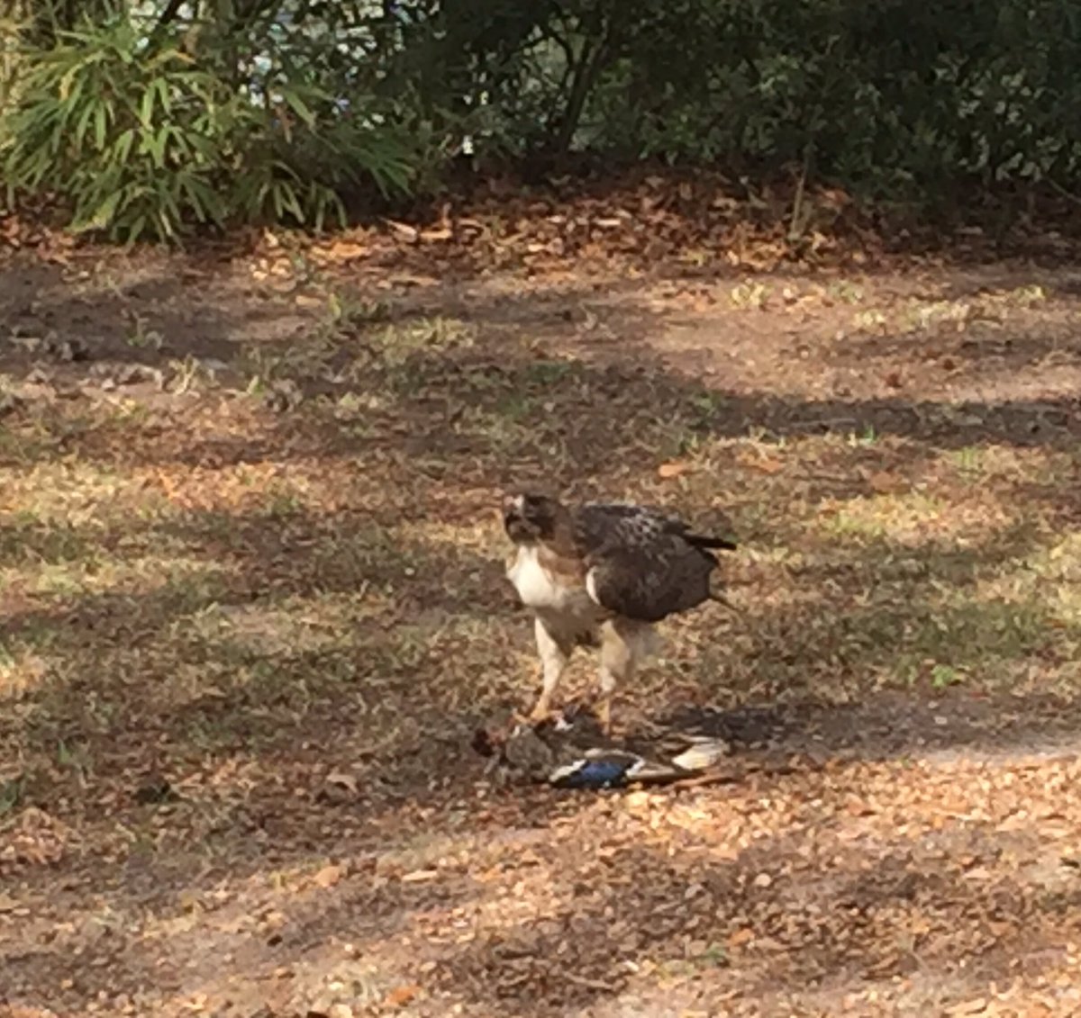 Hawk guarding its dinner (a female mallard). #raptors #hawks #birdsofprey