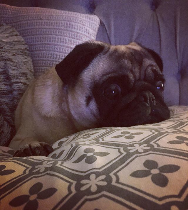 “When you’re asked to confirm that you’re still watching for the third time in one binge session...” 📺 👀 #theshame #ifeelpersonallyattacked #bingewatching #pug #pugs #pugsnotdrugs #pug_feature #puggy #puglovers #pugnation #pugsdaily #pugworld #pugsco… ift.tt/2INJ3IU