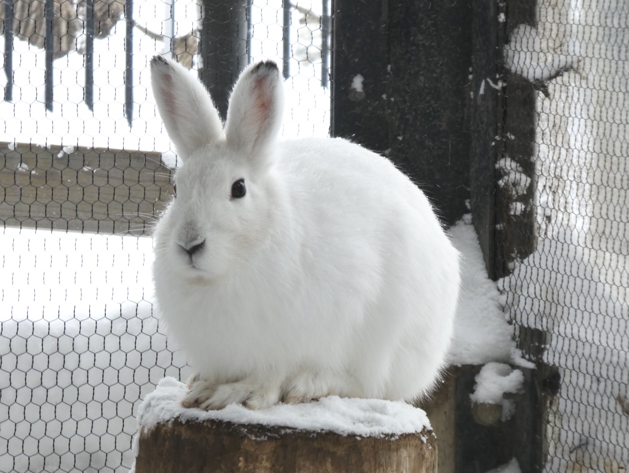 旭川市旭山動物園 公式 Auf Twitter 本日3月3日は 耳の日 ウサギの大きな耳は音をよく聞くためだけではなく 体温調節の役割もあります 耳には細い血管がたくさんあり そこから熱を逃がしています ちなみに