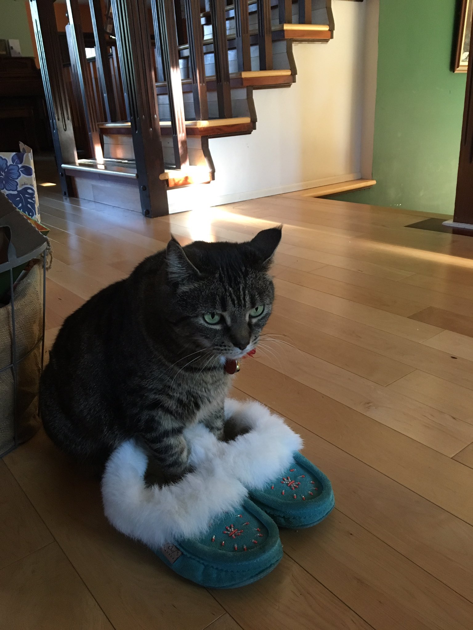 Cat outlet wearing slipper