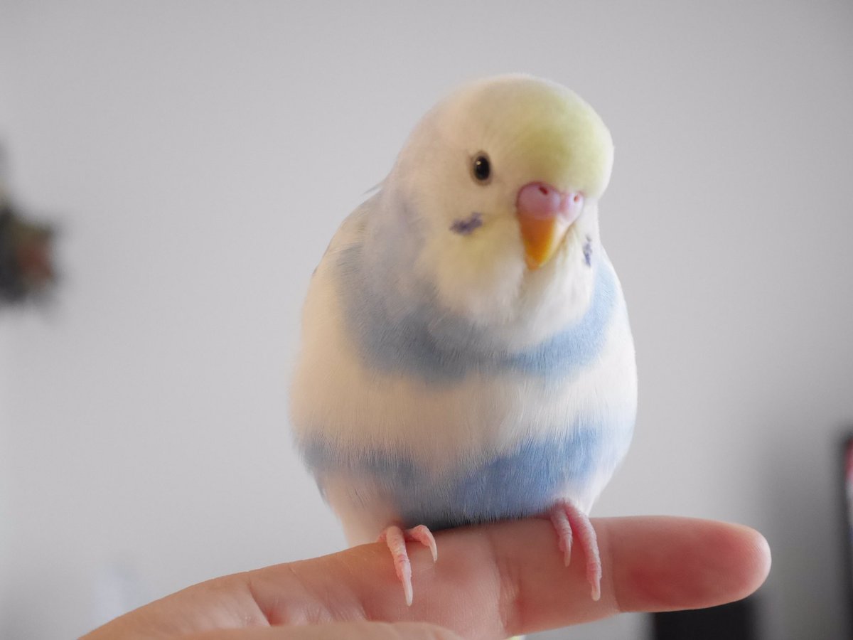 セキセイインコの金太郎 Twitterren おはよー雛金だよー セキセイインコ インコ ペット かわいい 雛 雛祭り ふわふわ Bird Budgie Parakeet Pet Birb Cute