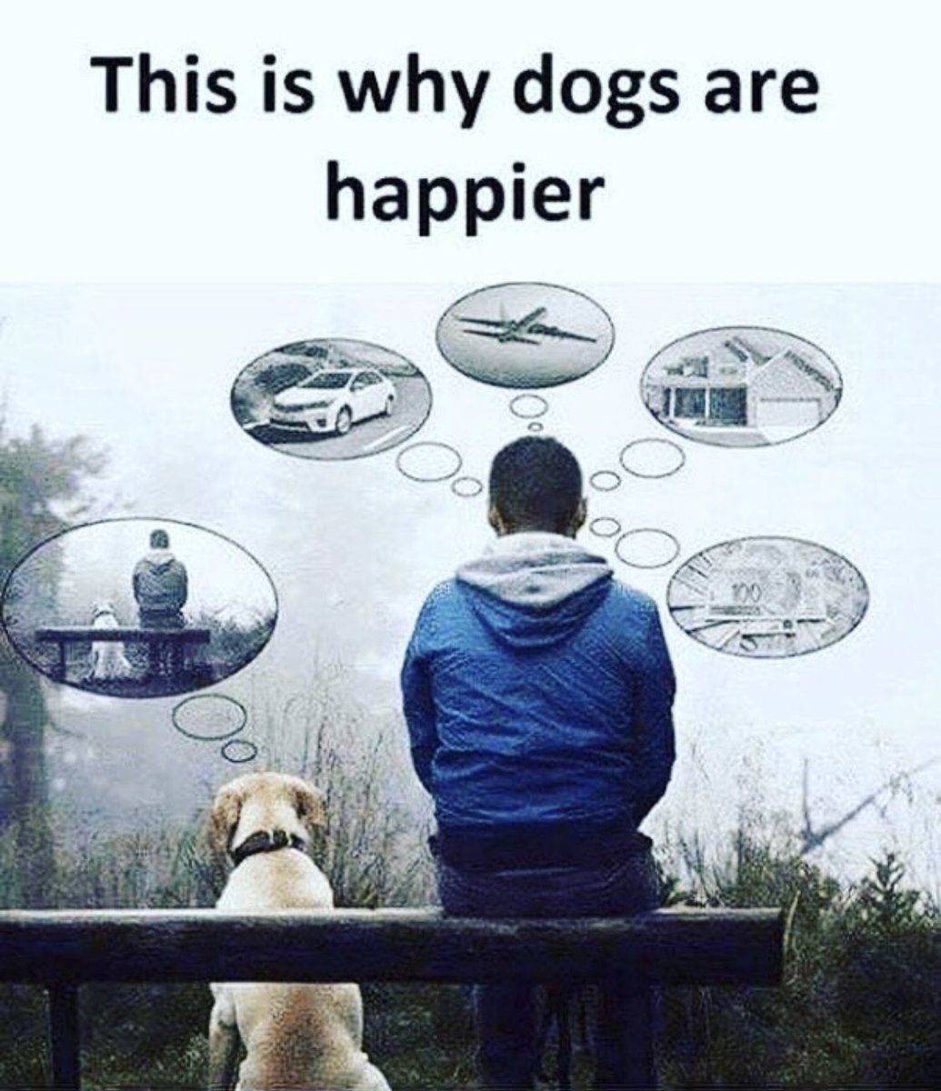 KCtheLabrador's tweet photo. If you could read my mind, you would know....... https://t.co/30sms22UrT