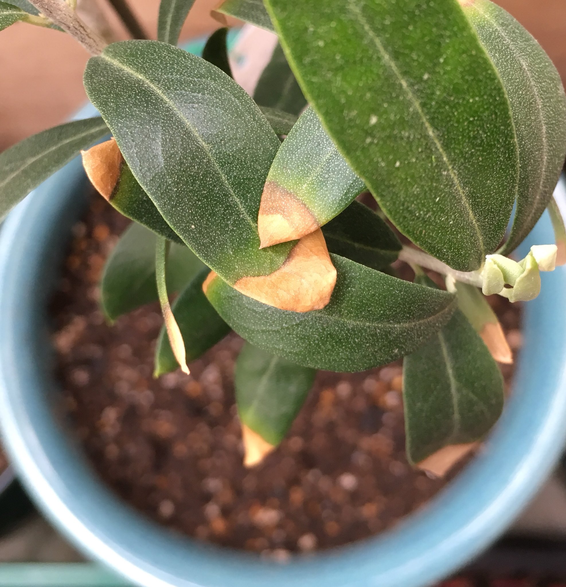 Tikirou 最近オリーブの葉先が茶色く枯れはじめた 根詰まり 水不足 寒さ で起こるらしいけど秋頃に鉢割っちゃって植え替えたばっかだし 水やりは乾いてからたっぷりやってるし わからん 寒さ スキル 大賢者 発動できればな ཀ オリーブ 葉先