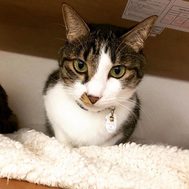 caracatcafe's tweet photo. 本日のカフェ営業は
11時〜13時です。
ラストオーダーは12時半となりにゃーす!
#保護猫カフェ
#cat #catsofinstagram #猫 #猫カフェ #caracatcafe #箕面 #北摂
#知小次郎 #ちこちゃん
#cccs02c https://t.co/BZFgttQbbi