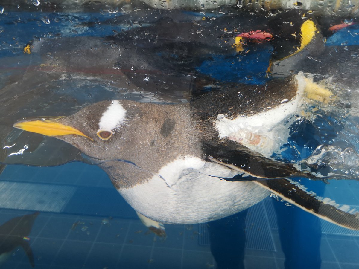 まるえーのおだぎりさん りゅーざきさん仙台に居るんですか ぜひ青森の浅虫水族館にも来てください 笑 ペンギンいます イルカショーあります