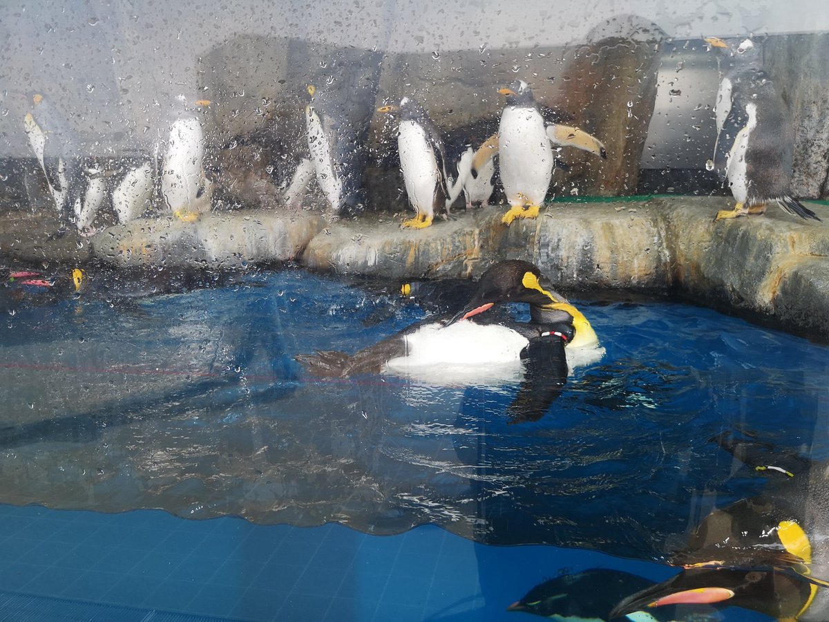 まるえーのおだぎりさん りゅーざきさん仙台に居るんですか ぜひ青森の浅虫水族館にも来てください 笑 ペンギンいます イルカショーあります