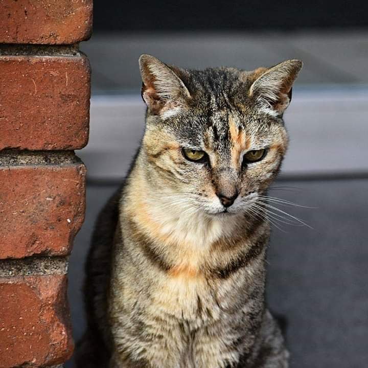 Ella es Charlotte la gata de la empresa y ayer falleció y muchos la vamos a recordarla.