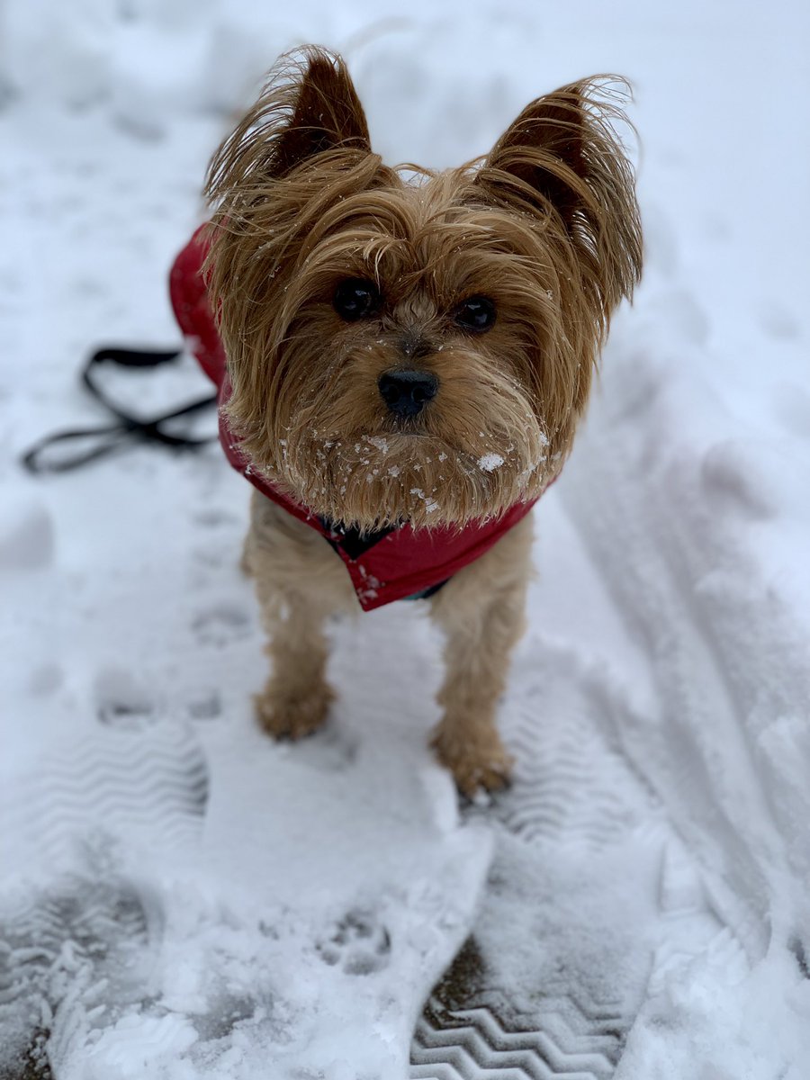 Truffle’s sentiments regarding more snow-“Snow way!” @AmyFreeze7 #bigdogsunday #abc7ny