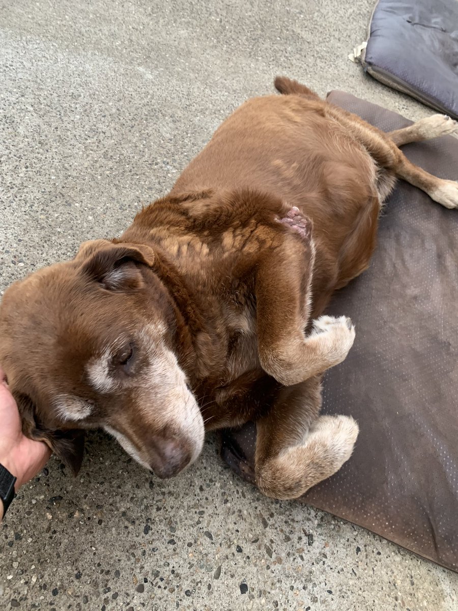 gk626's tweet photo. Today I had t put down my best friend. She was such a great dog who was smart and lovable. RIP Gracie, run free now! 2005-2019 #chocolatelab #rip #dogs #pets https://t.co/pcIIxpPobS