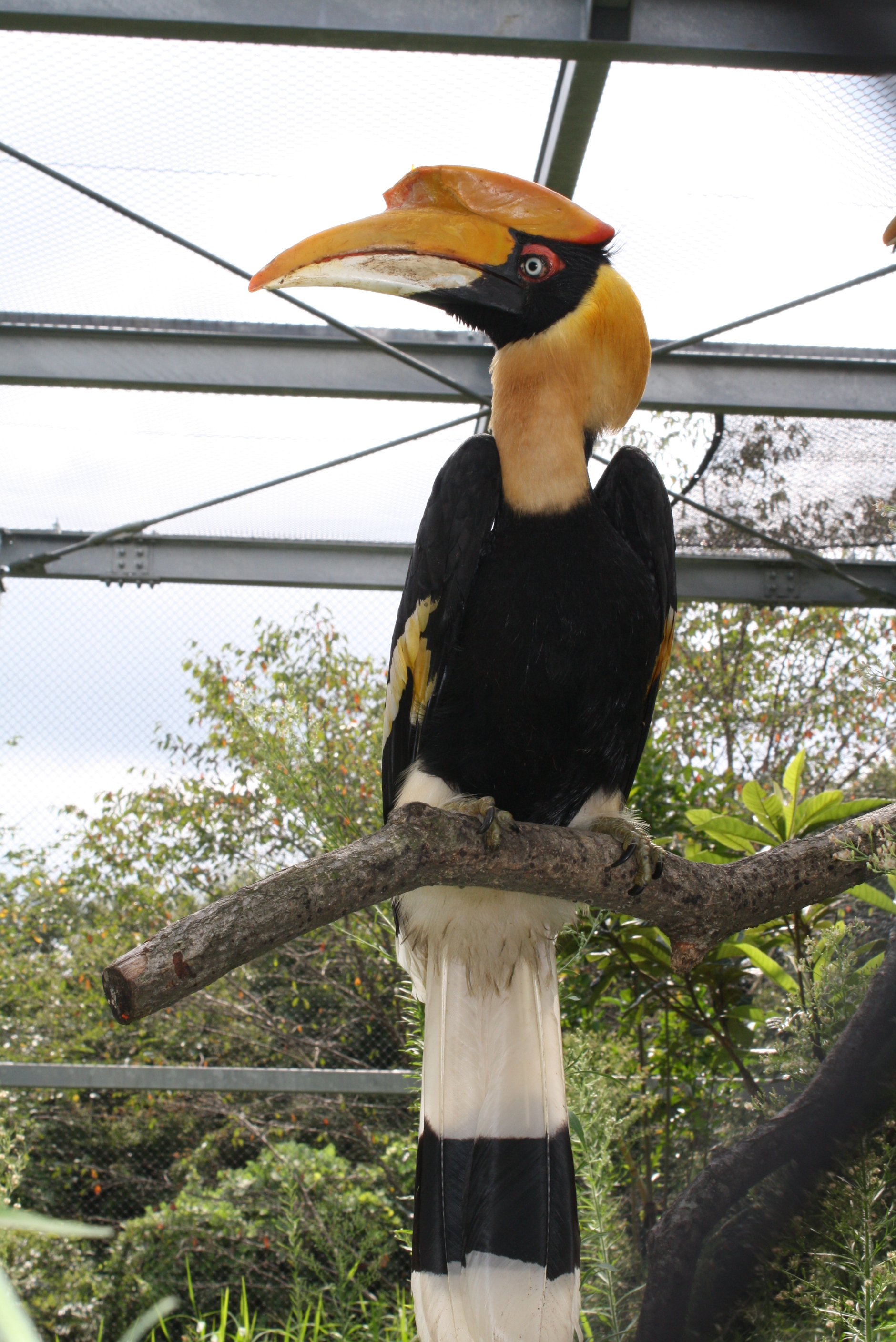 埼玉県こども動物自然公園 公式 サイチョウもまた絶滅の恐れがある動物です 開発による生息地の減少や 彼らの特徴である嘴の上の カスク などを目的とした乱獲 密猟が原因とされています あまりなじみがないかもしれませんが お菓子やせっけん