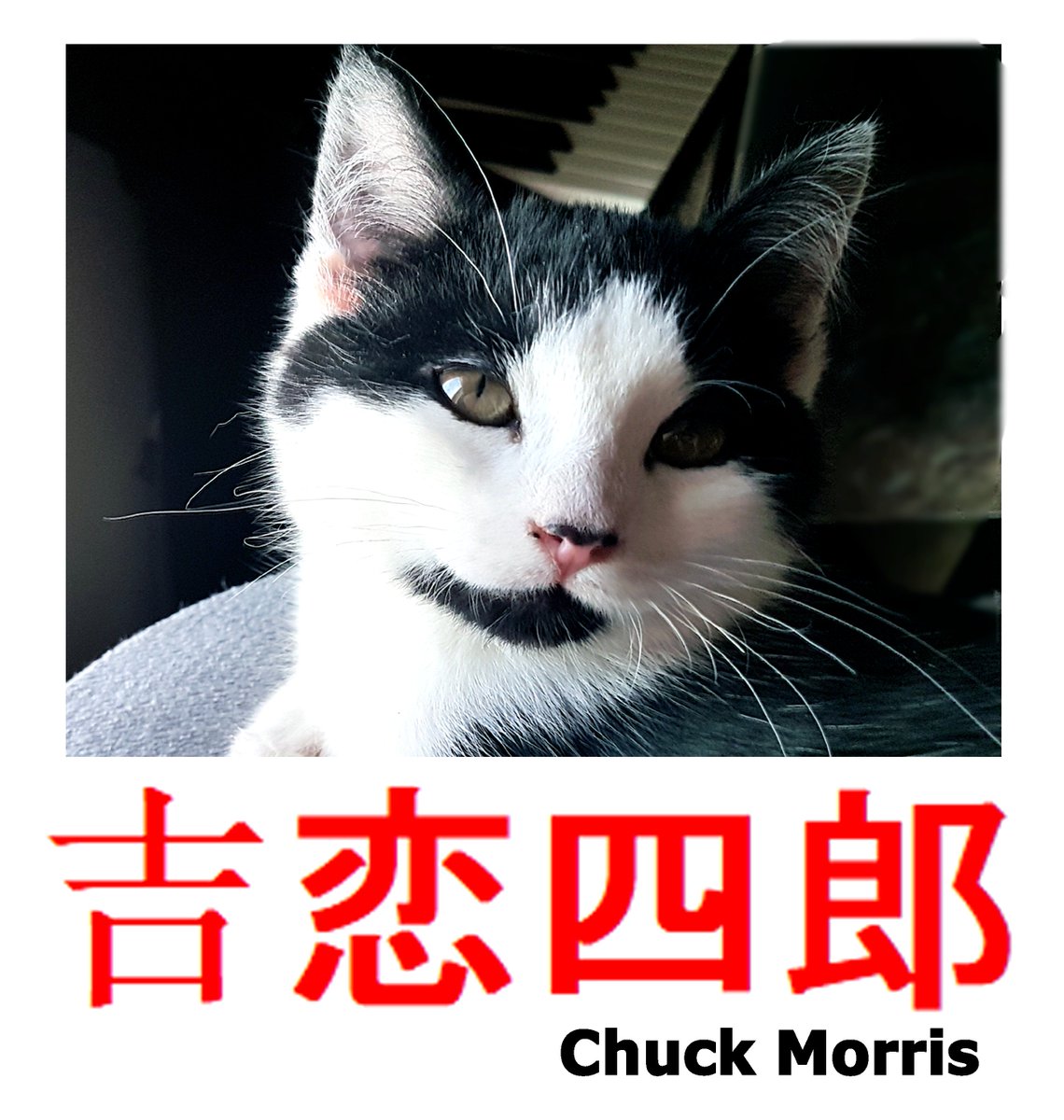 NinesCatudio's tweet photo. #AdoptDontShop, #SaveAStrayToday, #Volunteering
Hello, World!
My name is Yoshi Ren Shiro Chuck Morris (Lucky Love Fourth Son Chuck Morris). https://t.co/wQUaAbI9yW
