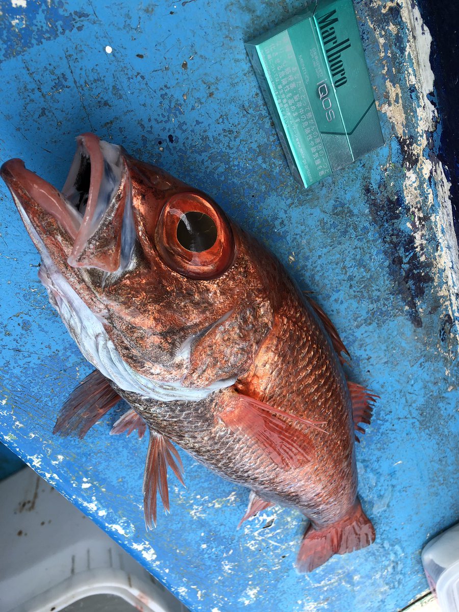 フィッシングチームバトルズ 昨日ついにやった 念願の魚を仕留めた 仲間も赤ムツを釣ったし最高の一日になった また行こう 赤ムツ ノドグロ 夢 最高の一日 深場 自作仕掛け 黒ムツ キンメ フィッシングチームバトルズ 昨日ついにやった 念願の魚を仕留めた 仲間も赤ムツを釣ったし最高の一日になった また行こう 赤ムツ ノドグロ 夢 最高の一日 深場 自作仕掛け 黒ムツ キンメ