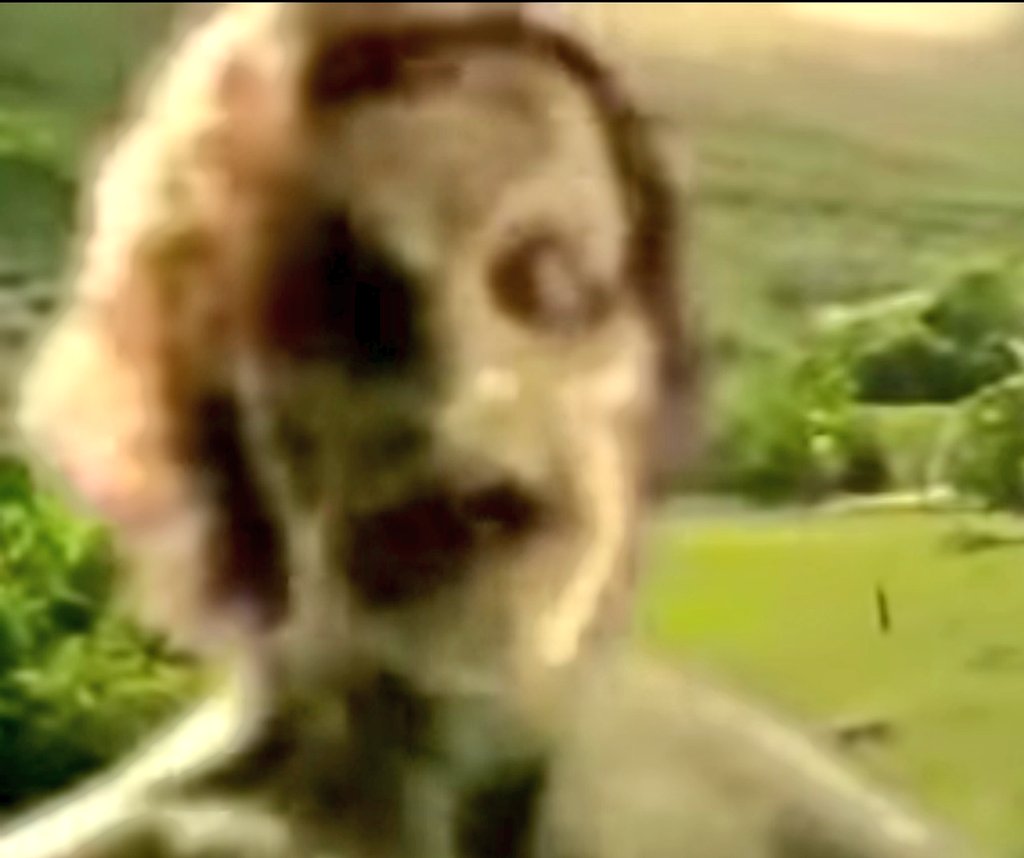 Напукал в комнате. Испуги людей и животных. Смешные испуганные лица. Смешные испуги людей и животных 2022г. Страшные розыгрыши над людьми.