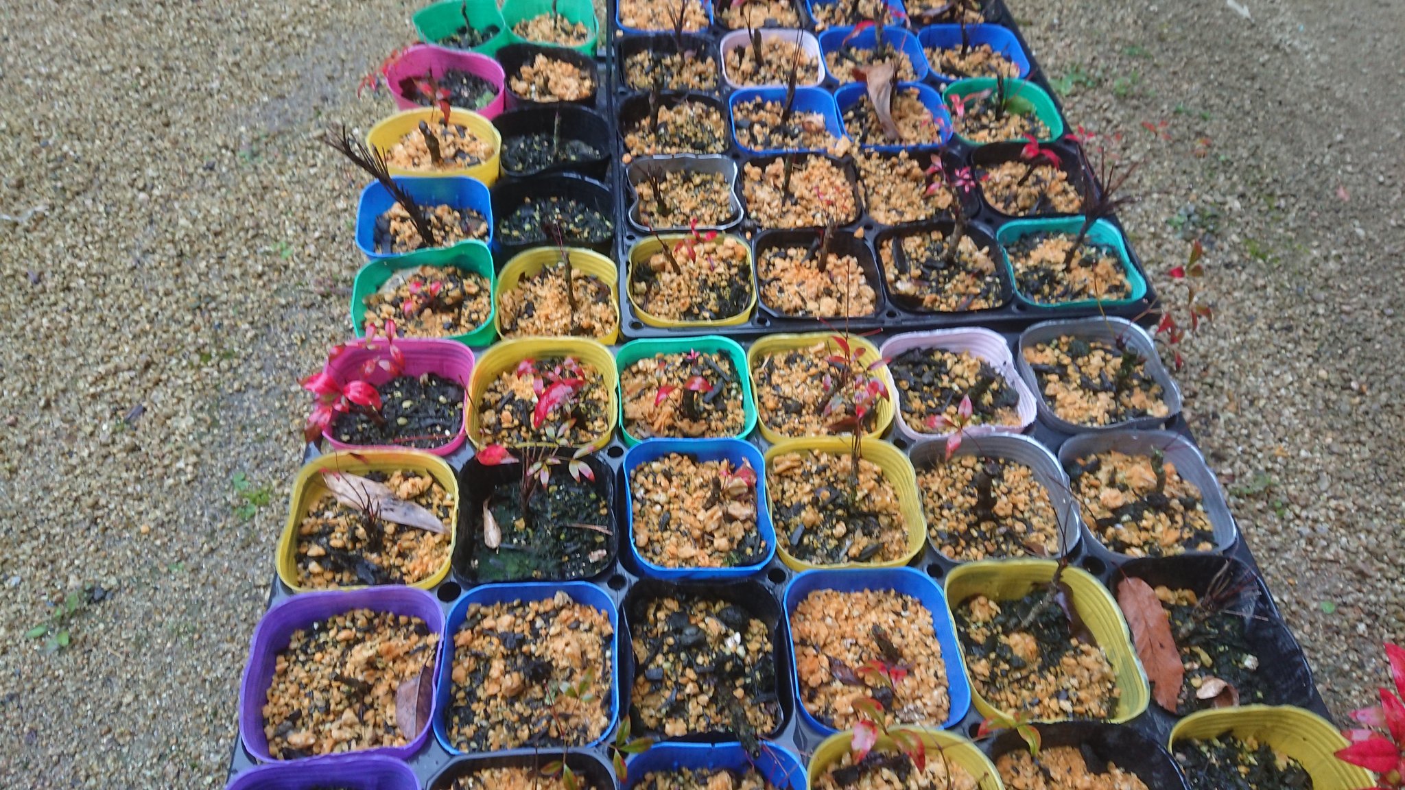 三宅 しげひさ 同じく半分失敗したもので オタフクナンテンの苗つくりがあります 挿し木で増やしたつもりが 新芽を見ると成功率は６割ほど 追加で挿し木すれば良いだけではありますが 上手い人はたぶん9割以上だと思います 勉強しなおさなきゃ