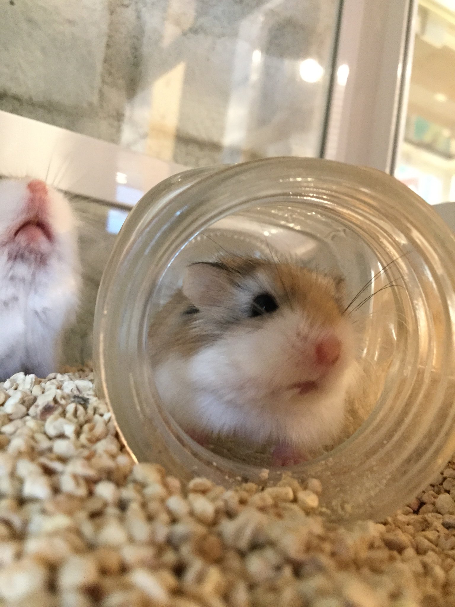 うさぎ専門店 Ms Bunny Msbunny Twitter
