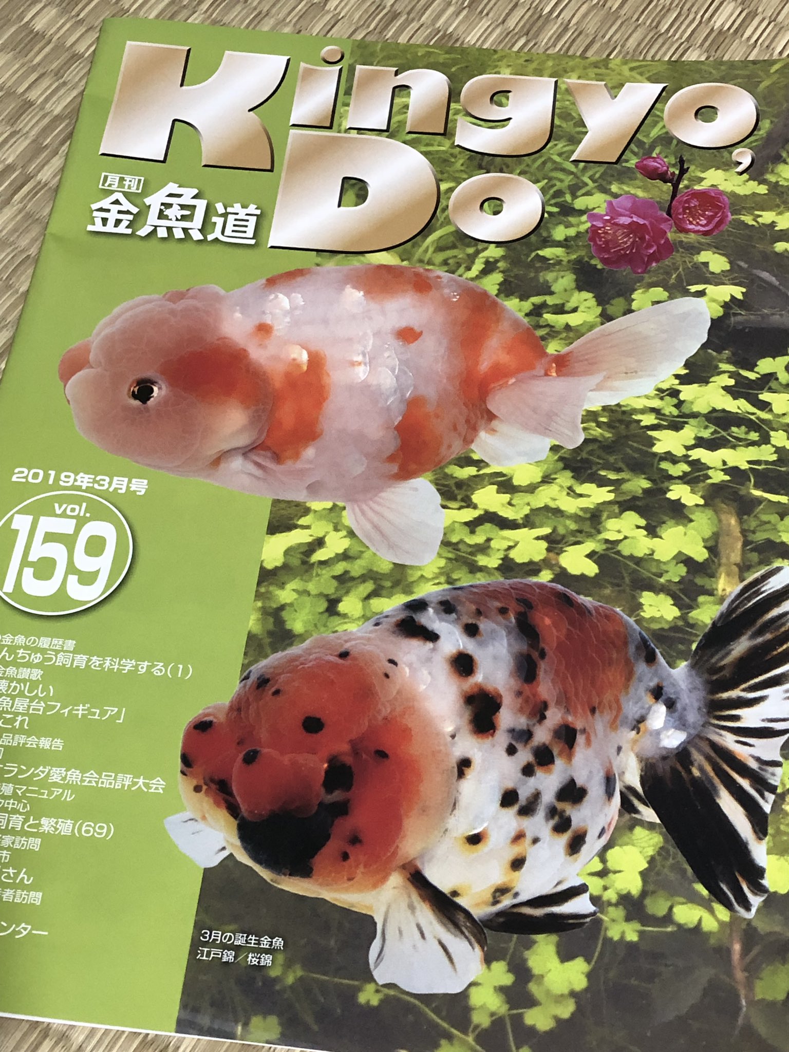 Kazuhito Takei 当会の特集記事が 神ちゅう会 Jinchukai 金魚道 らんちゅう飼育を科学する 金魚の履歴書 T Co G1h7chuwjq Twitter