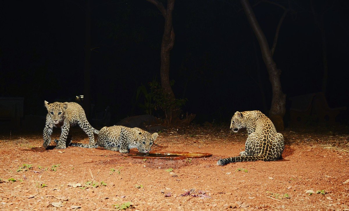 ketan83's tweet photo. #ForestConservation &amp; #WildlifeConservation is a shared responsibility. The youth have the power to make a difference!  "If not me, then who?"

#Youth4Wildlife #iProtectBigCats #WorldWildlifeDay #PredatorsUnderThreat #WWD2019
#SaveOurForests #SaveWildlife @deespeak https://t.co/REAI65onI8