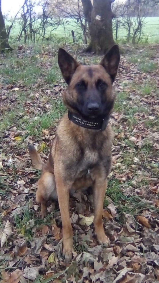 LancsPolDogUnit's tweet photo. Following a report of males with knives at an address in Blackpool, officers arrive and 1 male drops a knife and is detained the 2nd male runs off. PD Billie tracks 800m where she locates him hiding behind a wall. Male arrested for affray and drug offences #Teamwork #T2Dogs https://t.co/BWM7JlHhfi