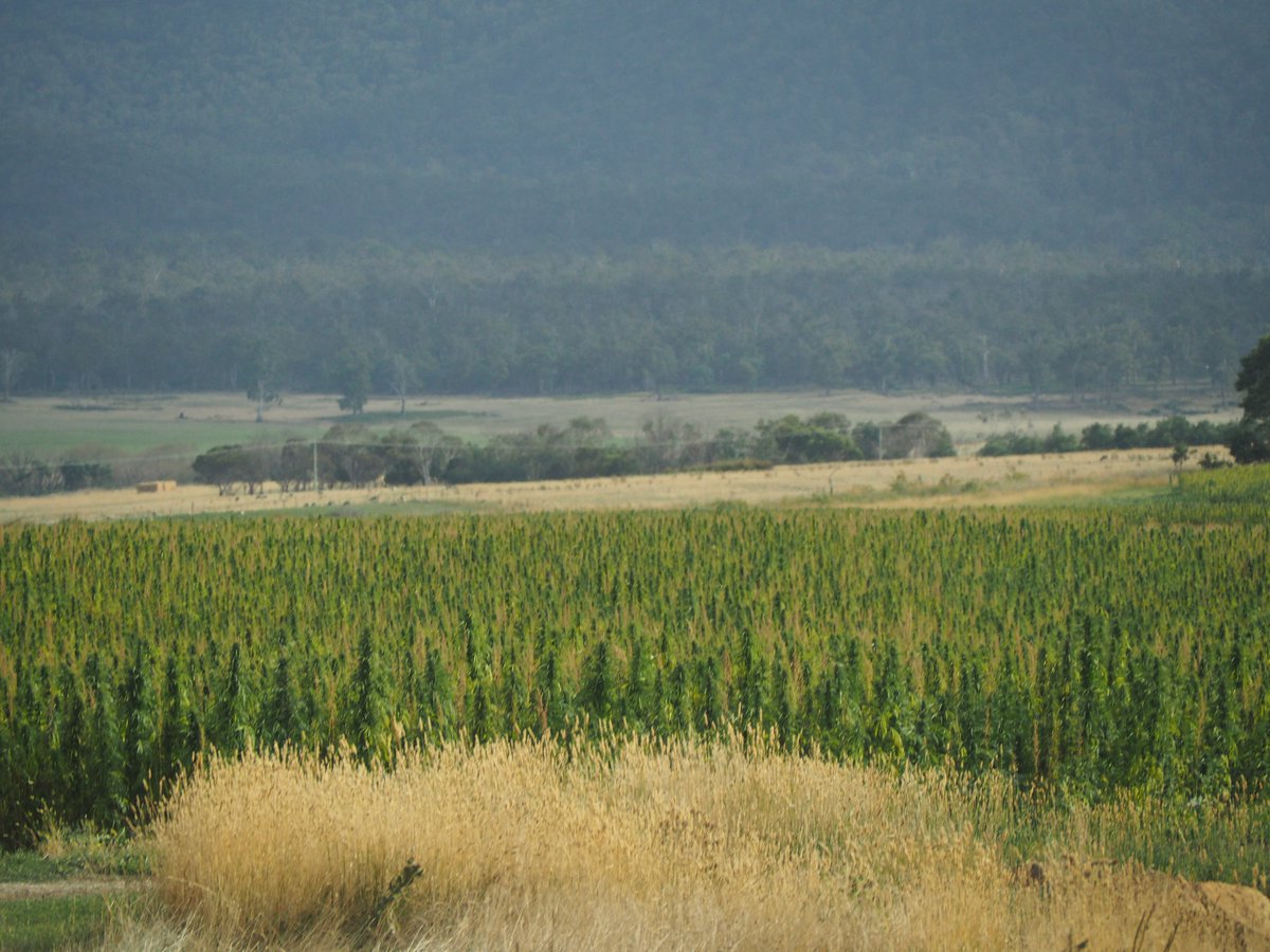 Donna_M_Lucas's tweet photo. Day 7 & the #IFMA22 Pre Tour comes to an end as we join the Congress in Launceston. Thanks to Jay and Michelle Loane at Ormley in the Fingal Valley for our farm visit (incl. feedlot, fennel, industrial hemp) & the lovely morning tea in the garden. @IFMAOnline @quadrantagtours https://t.co/9Jn67qFQnj