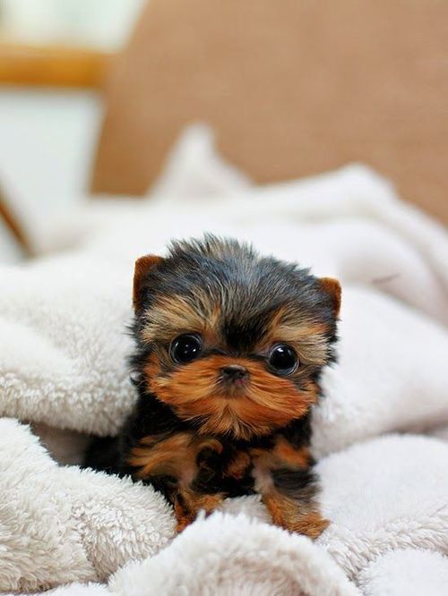20 Cute Dog Pictures That'll Instantly Lift Your Mood