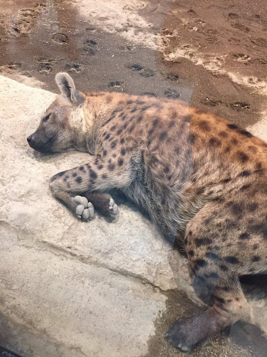 逍遥自在 Twitterren 札幌円山動物園 ブチハイエナ ハイエナ科 犬に似た姿であるが ジャコウネコ科に近縁 特徴的な外性器から 永らく両生具有と信じられてきた あまり 良いイメージがありませんが 狩も上手く 強力なアゴと歯を持って骨を砕き 胃の消化能力