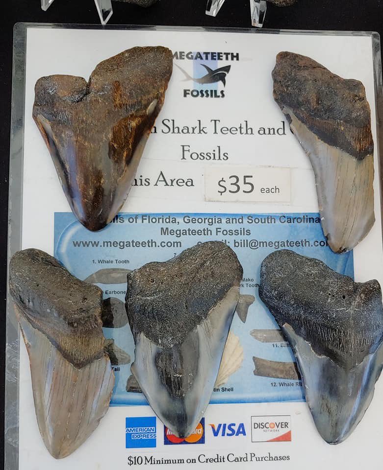 megateethfossil's tweet photo. Doing a show today and tomorrow on Lido Beach near Sarasota.  Come by if you are in the area. #megalodon #megateeth #shark #tooth #teeth #sharktooth #sharkteeth #dive #diver #diving #collector #collection #collecting #fossil #prehistory https://t.co/1SvdqUGmAo
