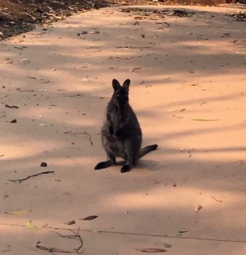 Προβολή εικόνας στο Twitter