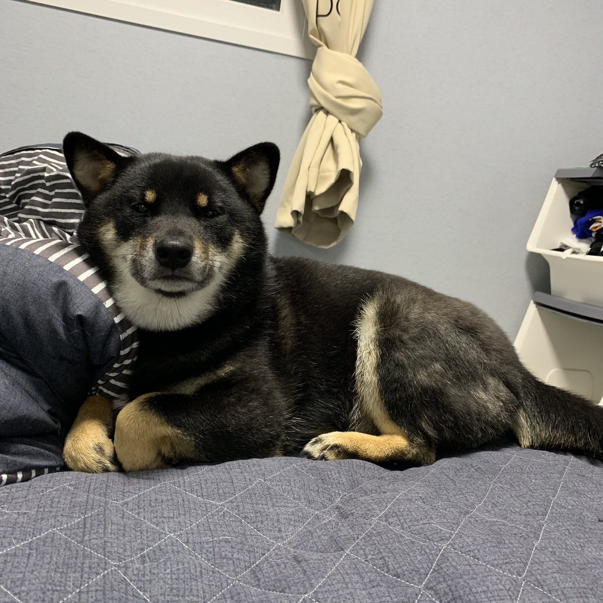 털갈이 시즌이 돌아왔습니다