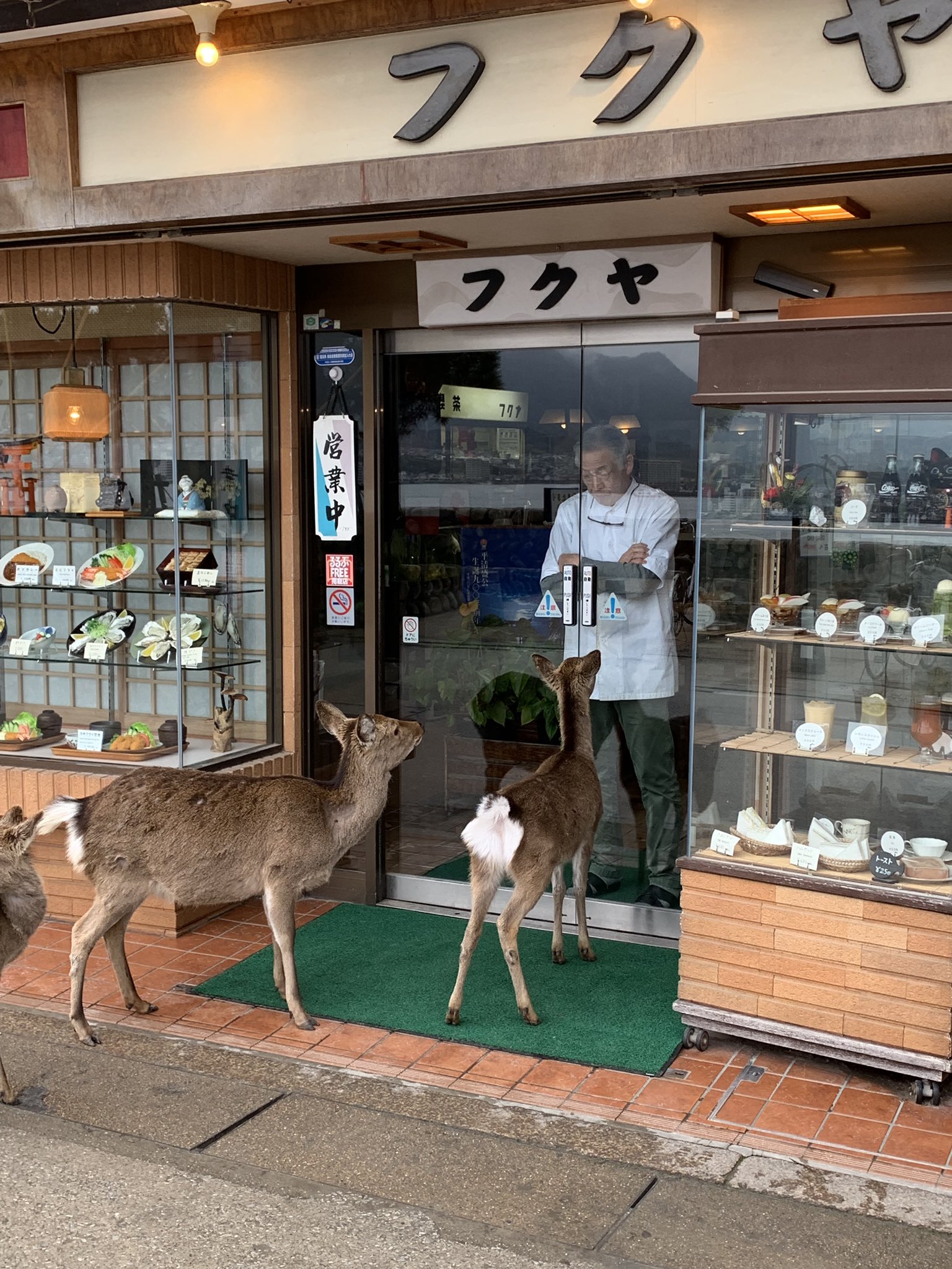 鹿が並ぶお店 店内から入店拒否されても諦めない 話題の画像プラス