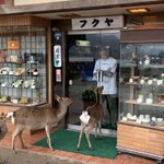 鹿が並ぶお店!店内から入店拒否されても諦めない!