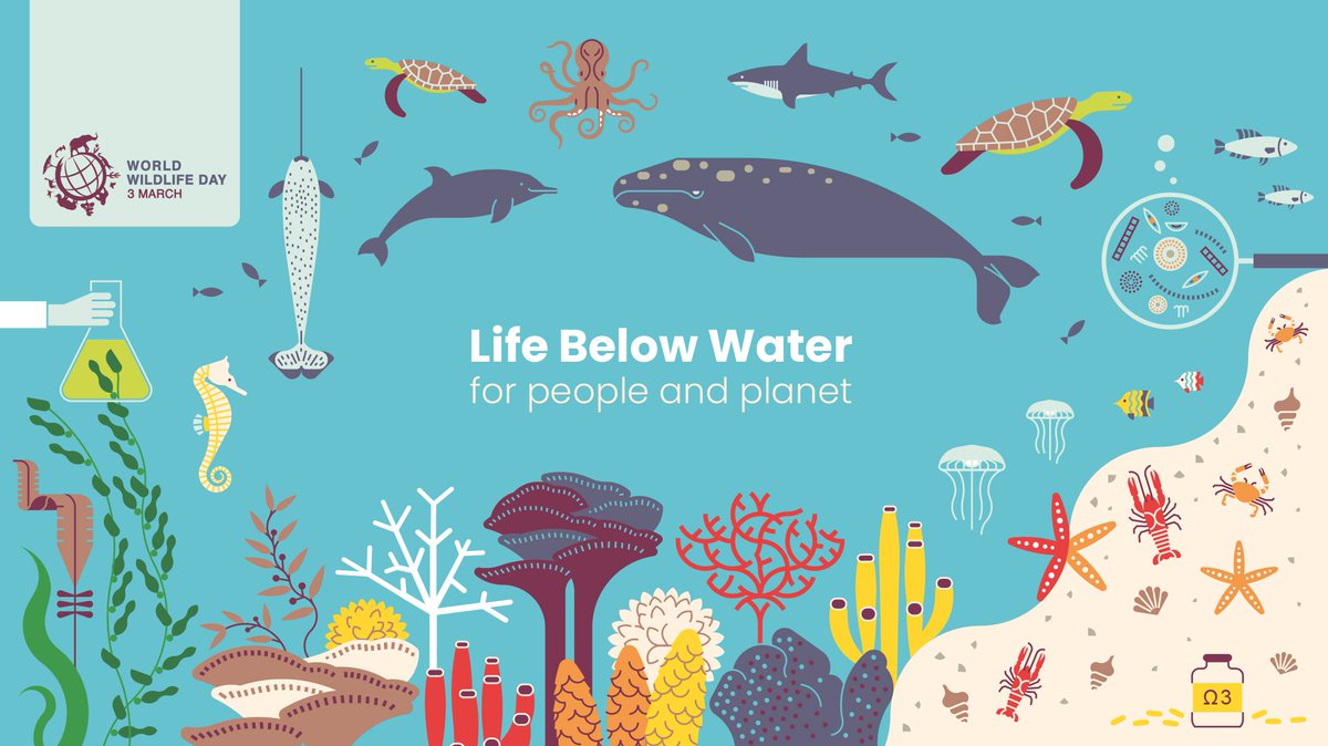 Into the water below. Life below Water. Life below Water SDG. Goal 14: Life below Water. Life below Water цели.