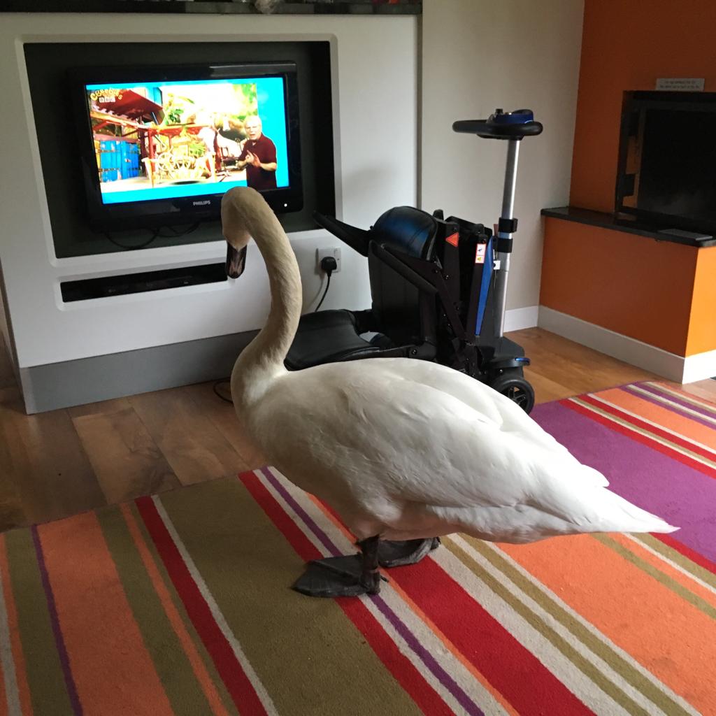 DulcineCarney's tweet image. Come to center parcs for a much needed recharge. With my eyes closed relaxing my 6 year old niece said quietly "Aunty I need your help" I asked "what with"? "The swan" she replied. I laughed &amp;amp; asked "what swan" opened my eyes.....