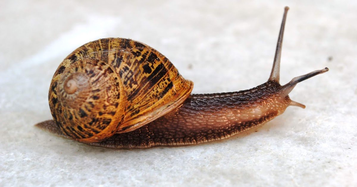 QueSignificaSC's tweet image. Que significa soñar con un caracol: Soñar con un caracol o soñar con caracoles aunque no lo creas son sueños muy comunes, sobretodo si te encuentras en una relación sentimental, esto se debe a que su significado se asocia con el romance, debes saber que… dlvr.it/R03TVc