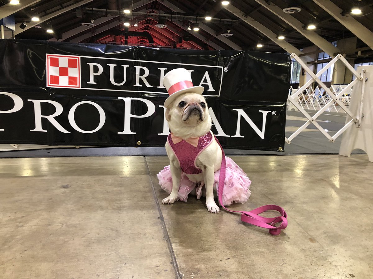 GidgetsFanPage's tweet photo. Stay Tuned, More To Come Tomorrow ๐๐
@Purina
@Carson_Events
@nbc
@moomoosharness
@pupstarsonoma
#beverlyhillsdogshow
#nbc #purina #carson_events #moomoosharness #dogshow #dogsofbark #ellenratemydog #whitepug #surfdog #surfpug #pug #pugsofinstagram #bonoshatshop https://t.co/jLMUmO1uX1