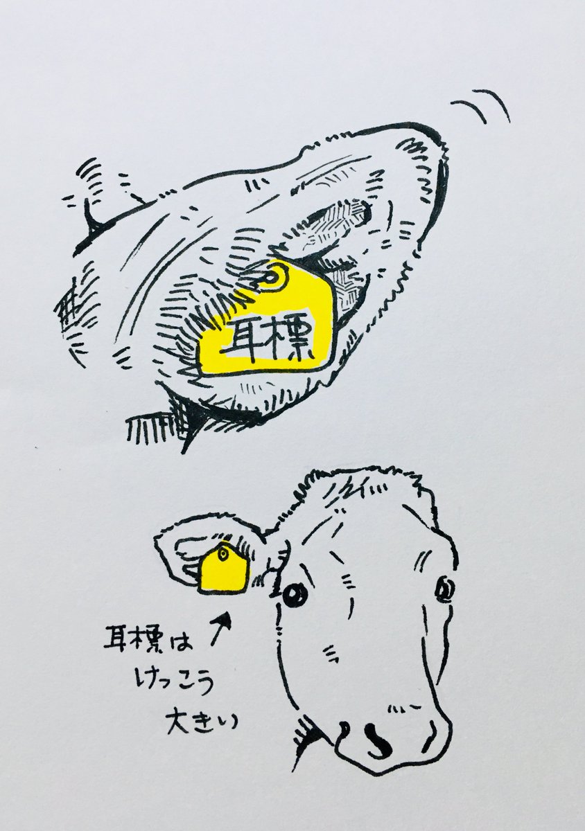 تويتر 牛川いぬお 書籍発売中 على تويتر 耳の日 3月3日は 耳の日 という事で 牛の耳の落書き 耳標は省略しました 雑で申し訳ないです 3 Z T Co Knv07whole تويتر 牛川いぬお 書籍発売中 على تويتر 耳の日 3月3日は 耳の日 という事で 牛の耳の落書き 耳標は省略しました 雑で申し訳ないです 3 Z T Co Knv07whole