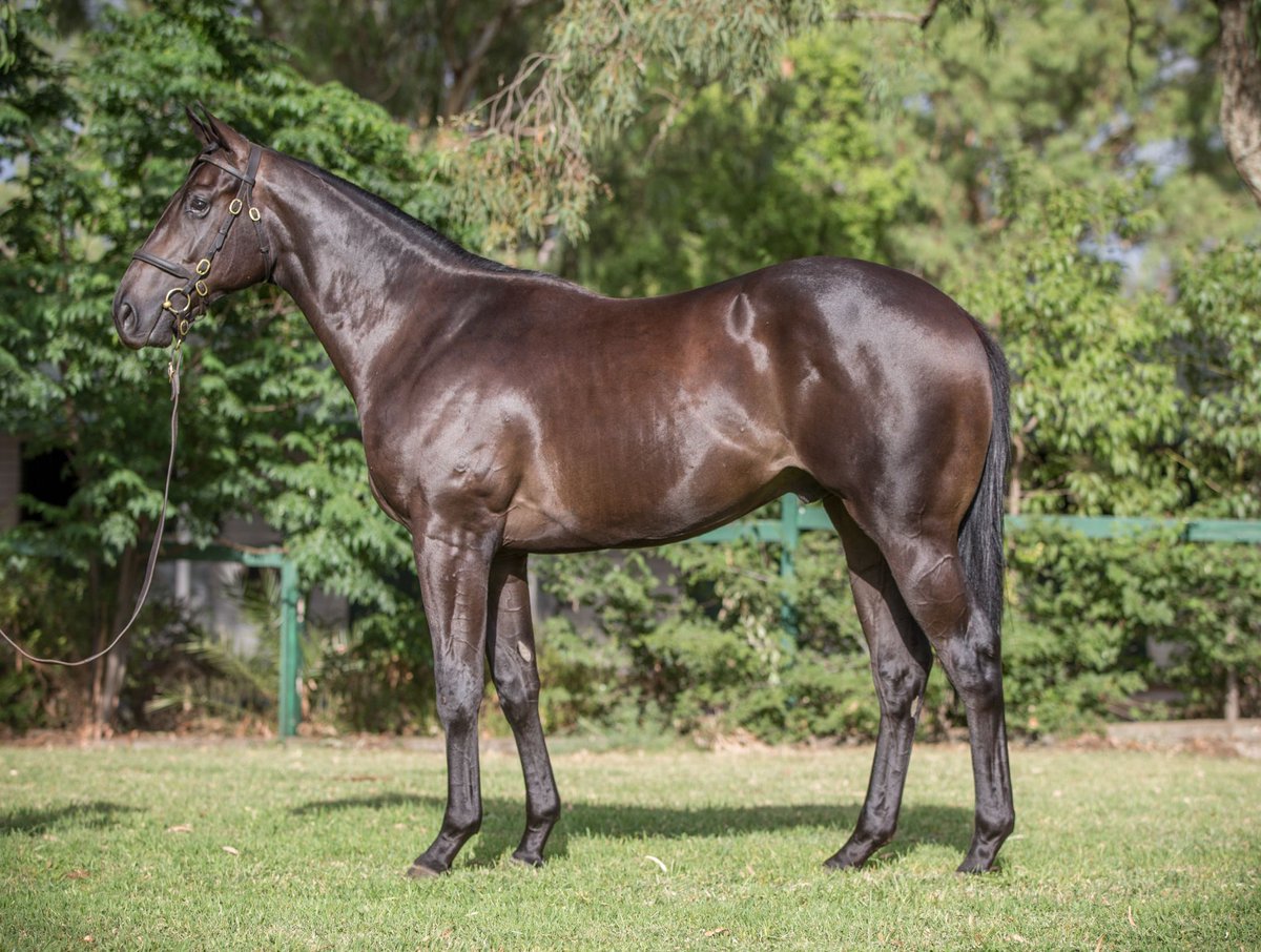 BhimaTBreds's tweet photo. We are proud to end Day 1 of @inglis_sales Premier with the current sales topper &amp; second most expensive yearling ever sold in Victoria. We’ve had the top lot of Day 1 at all three yearling sales we’ve attended this year with all selling on our sales platform! #TrustWhatYouBuy https://t.co/tDnQwHRqxw
