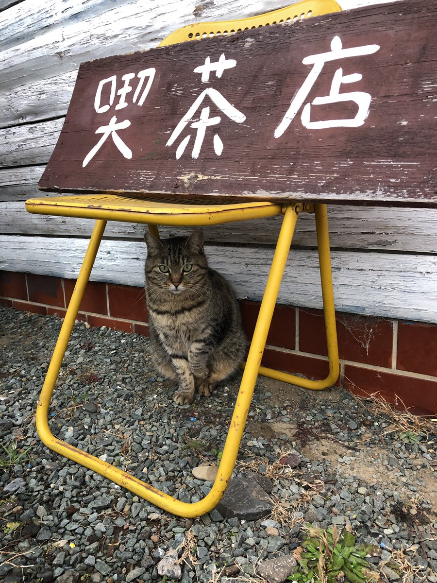 バク 焼津のカントリーロードで紅茶パフェとアメリカンコーヒー パフェでけー こちらには猫が5匹いるそうです ๑ ๑ T Co Zdy6wk6yhr Twitter バク 焼津のカントリーロードで紅茶パフェとアメリカンコーヒー パフェでけー こちらには猫が5匹いるそうです ๑ ๑ T Co Zdy6wk6yhr Twitter