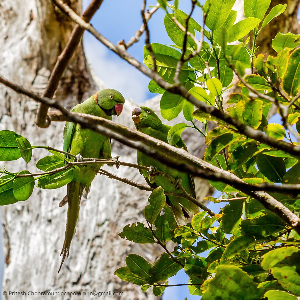 Ebony Forest Reserve tweet media