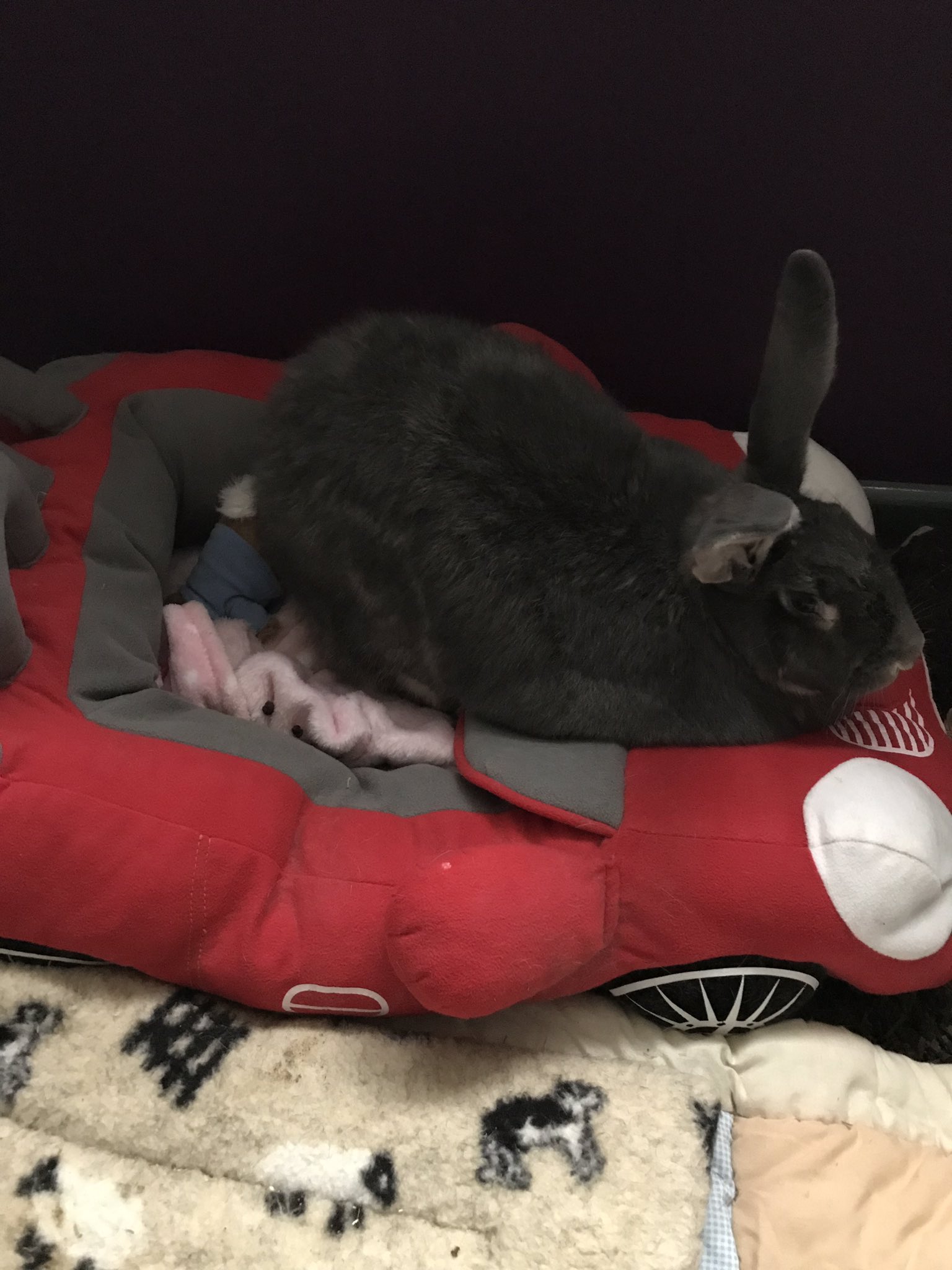 Laura Donnellan on Twitter: "A relaxed Penny after her first