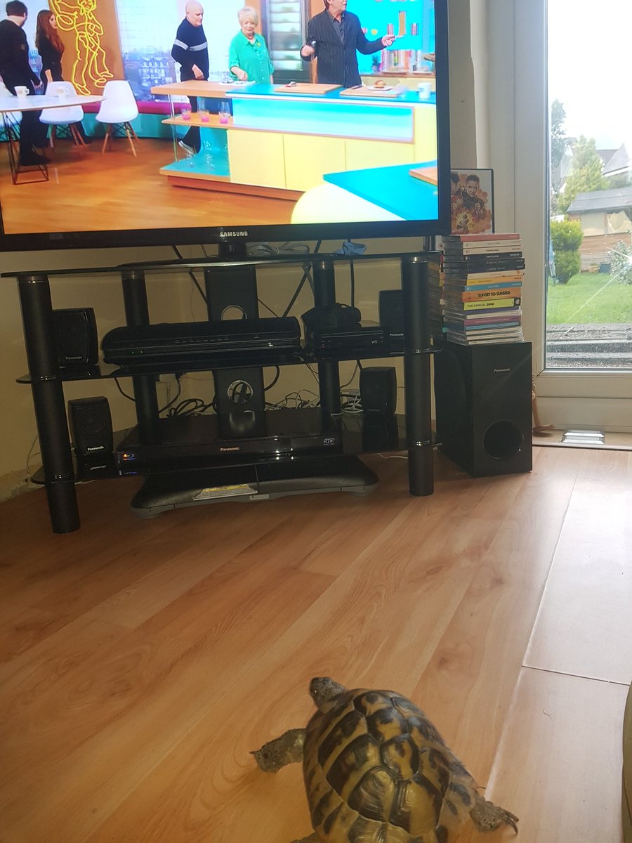 lucykwhite's tweet photo. @SundayBrunchC4 Max 🐢 loved today's show ❤ https://t.co/JlCcV4hOQF