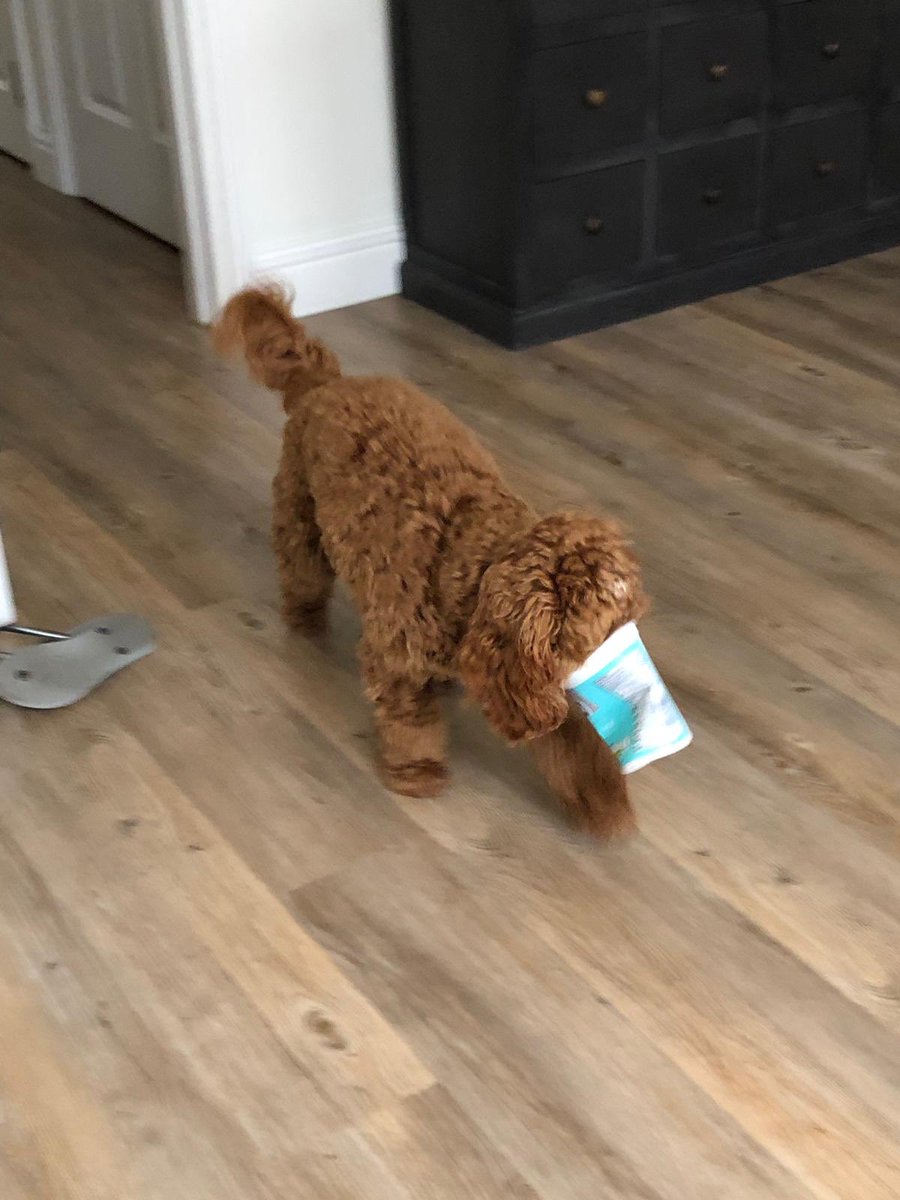 miathecockapoo tweet picture