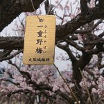まるですっぴんで慌てるギャルのよう!梅の木の名前がやばい!