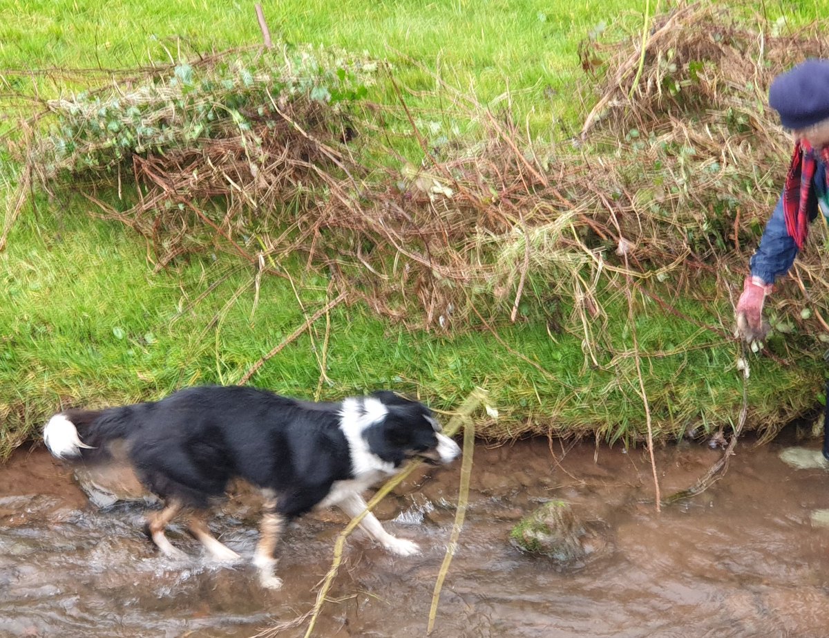 WmPowell2021's tweet photo. Great camaraderie this AM for the #TalgarthInBloom working party on the banks of the #Enig in #Talgarth - many hands (&amp; paws 🐾) make light work! Thanks to everyone who showed up to help &amp; to the @WUFoundation for their valuable advice #Talgarth #LD30BW #BlackMountains #Community https://t.co/3lO5eyKNwV
