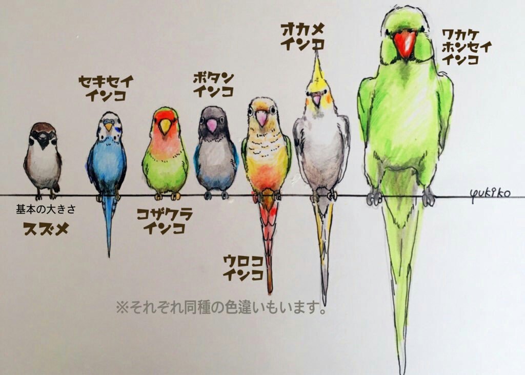 かつしか ୭ ˈ黄色いぴーちゃん捜しています 関東地方の街中で多く目撃されているのは野生化したﾜｶｹﾎﾝｾｲｲﾝｺ ですが 稀に迷子のセキセイインコやオカメインコ等も目撃されます もしも人懐こい迷子鳥を見つけたら捕獲を試みて下さい そして捕獲ができ