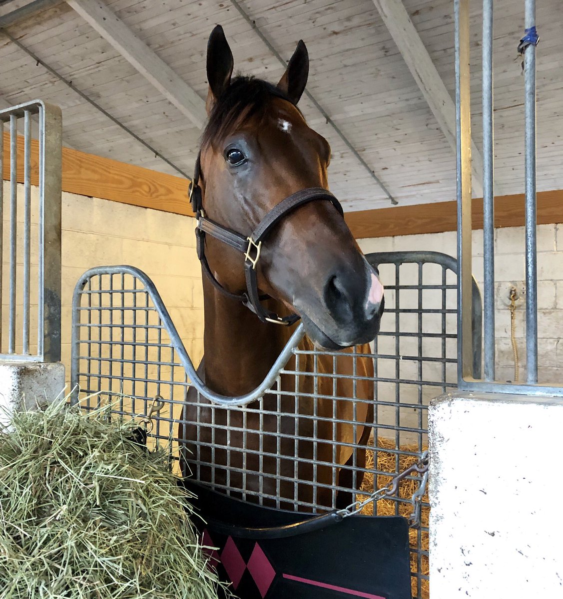 BmoreJocelyn's tweet image. Newest graded stakes winner looking handsome as ever this morning! So happy for #RecruitingReady and team Sagamore! He’s a very special horse :) @SagamoreRacing