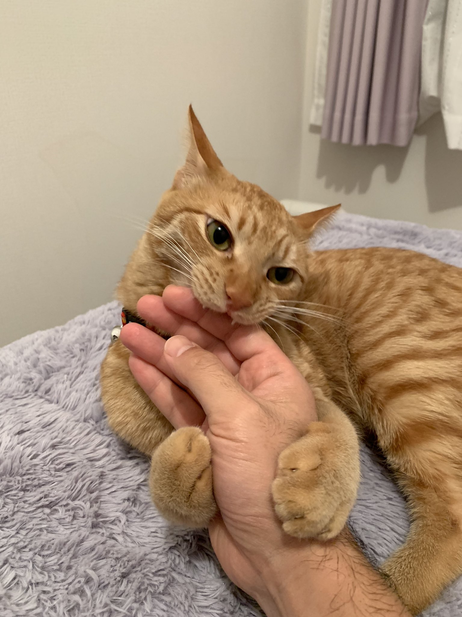 田中健一 ある英語講師 よその 抱きつき猫 と何か違う T Co 4iunwvkxva Twitter