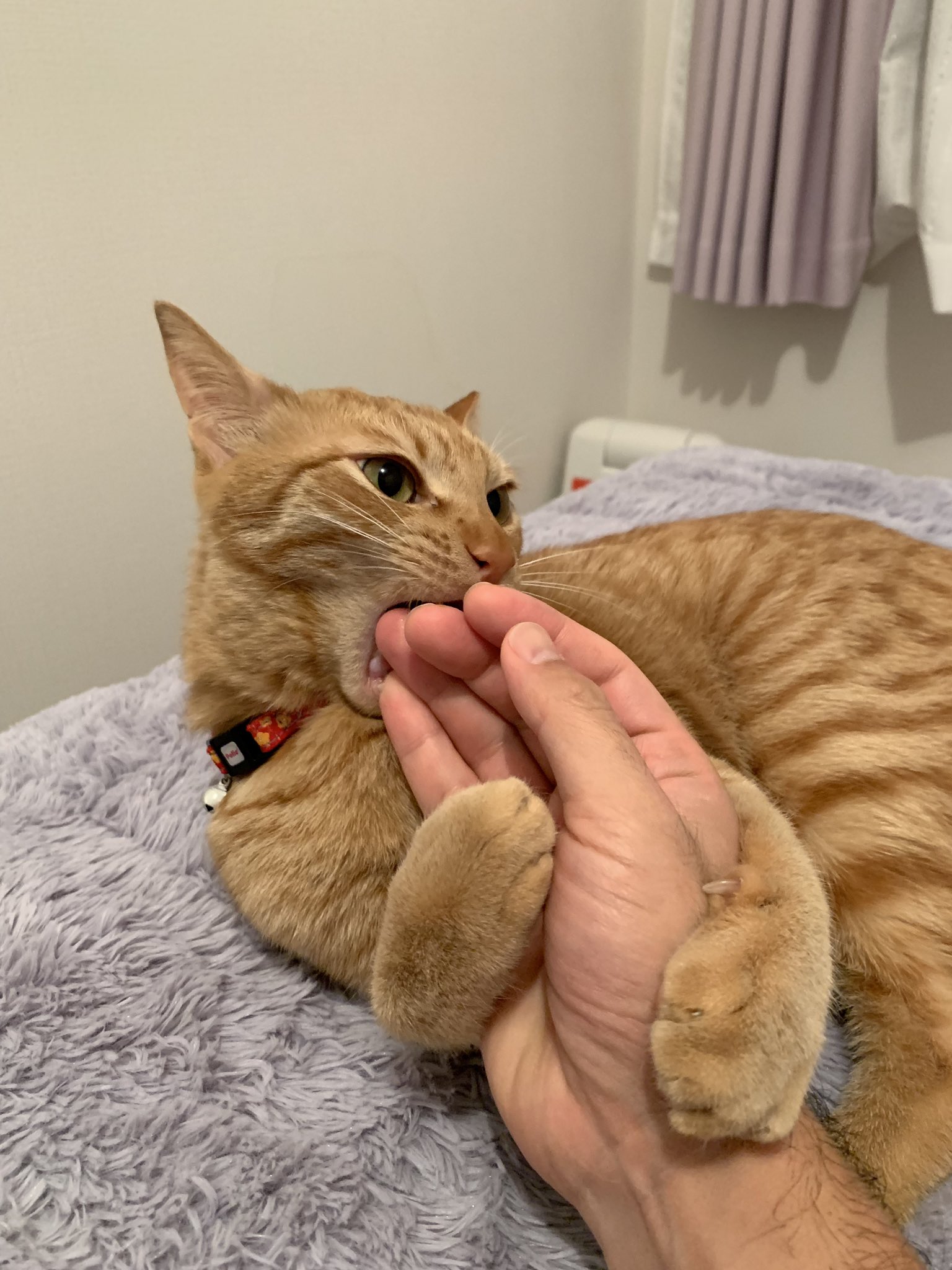 田中健一 ある英語講師 よその 抱きつき猫 と何か違う T Co 4iunwvkxva Twitter