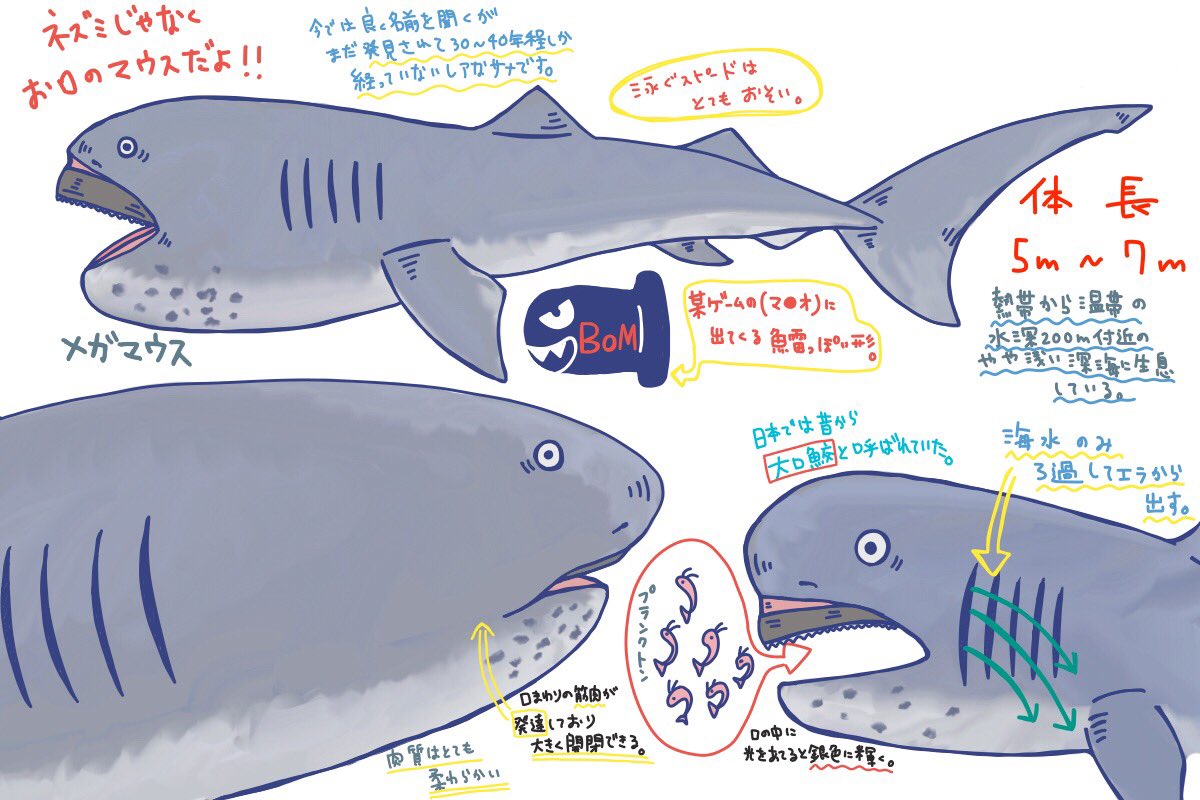 めかぶ בטוויטר ネズミザメ目メガマウス科のサメ 有名ではあるがこう見えてほんのごく最近発見されたニューフェイスサメ まだまだ知られていないことがある謎が多いレアなサメ 見ての通り口がメガ大きい 決してメガに大きいネズミでは無い ネズミザメ科だが めかぶ בטוויטר ネズミザメ目メガマウス科のサメ 有名ではあるがこう見えてほんのごく最近発見されたニューフェイスサメ まだまだ知られていないことがある謎が多いレアなサメ 見ての通り口がメガ大きい 決してメガに大きいネズミでは無い ネズミザメ科だが