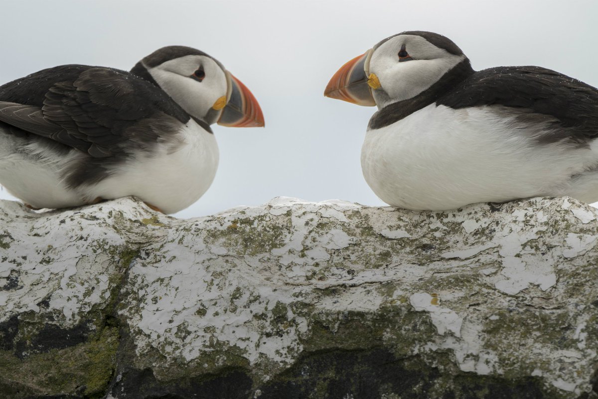 nationaltrust's tweet photo. It’s only March but it’s been a busy year for wildlife with puffin numbers up by 9 per cent @NTFarneIslands and seal numbers topping 3,000 at Blakeney Point: https://t.co/s8O1hftnTQ #WorldWildlifeDay https://t.co/BLczy4kjep