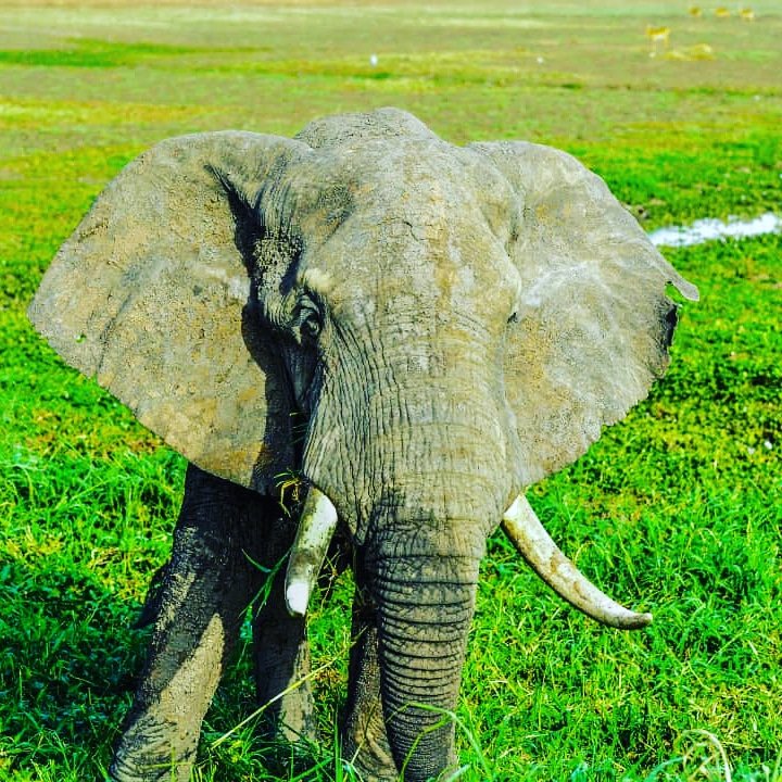 Guide2Uganda's tweet photo. We love Uganda's Nature. We are Purely ๐ฏ % all about Travel #VisitUganda #TulambuleNorthernUganda #hodjs #Travel @UgTourismBoard @ugwildlife @hodjs https://t.co/rbdBNj4xfM
